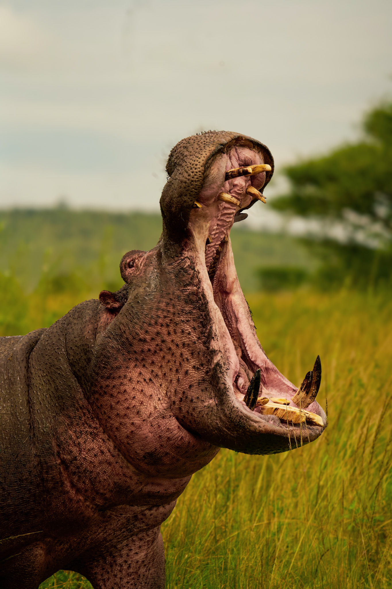 Hippo in river, Tanzania